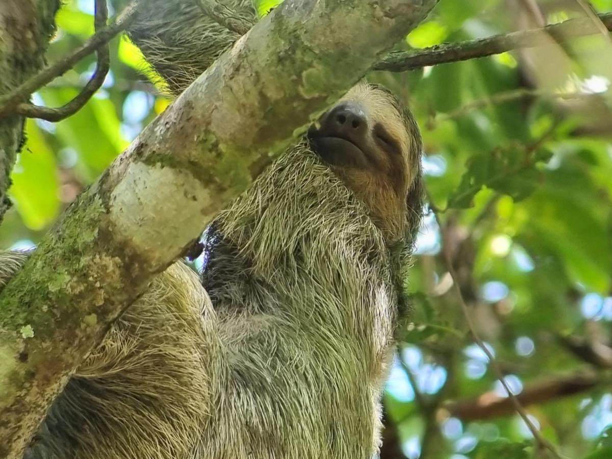 ホテル Wildlife Art トルトゥゲーロ エクステリア 写真